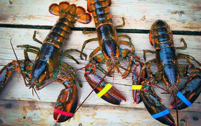 Three live lobsters with different colored bands on their claws placed on wood.