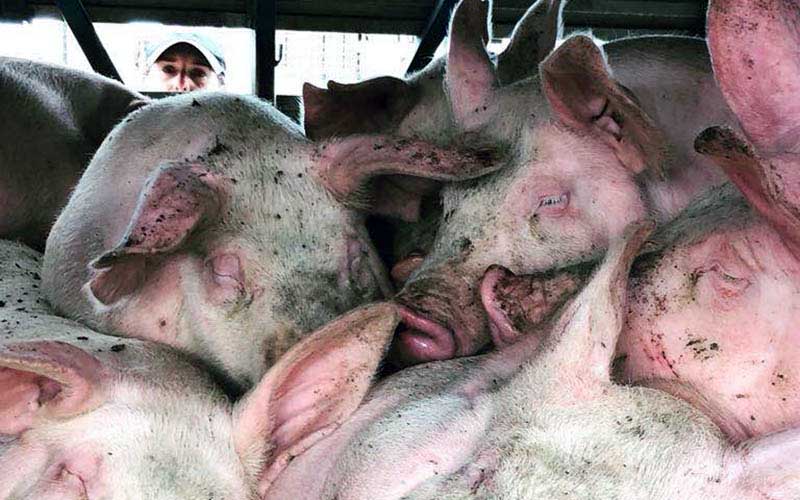 reality_pig_caption_60